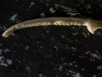 Media type: image;   Herpetology R-132837